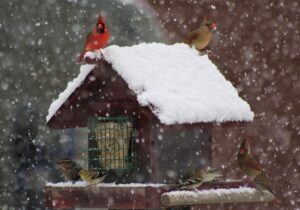 january gardening tasks birds