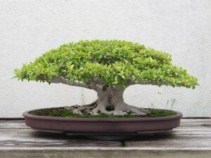 more ideas for indoor fairy garden fun bonsai More Ideas for Indoor Fairy Garden Fun ❀ Fairy Circle Garden