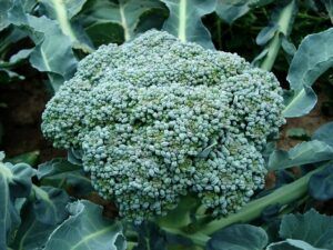 seeds to start in january broccoli Seeds to Start in January