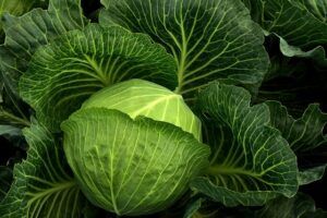 seeds to start in january cabbage plant