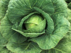 seeds to start in january cabbage pic