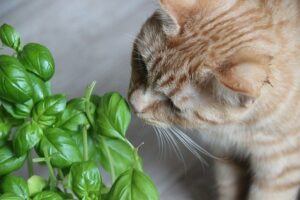 growing tomatoes indoors during winter cat