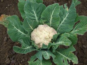 seeds to start in january cauliflower