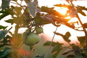 growing tomatoes indoor during winter heat light