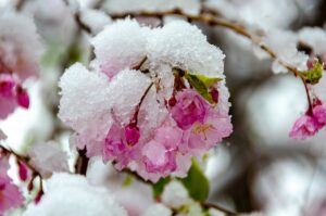 fruit tree pruning calendar cherry snow