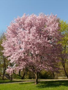 fruit tree pruning calendar tall cherry