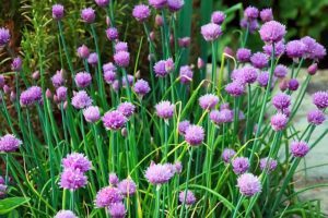 seeds to start in january chives