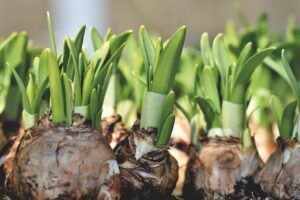 january gardening tasks bulbs