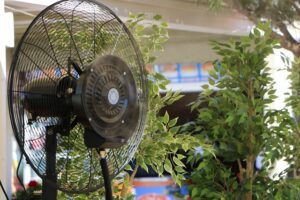 growing tomatoes indoors during winter fan