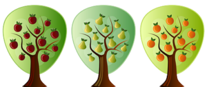 fruit tree pruning calendar shape Fruit Tree Pruning Calendar ❀ Fairy Circle Garden