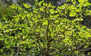 fruit tree pruning calendar scaffolding