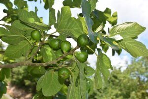 fruit tree pruning calendar fig