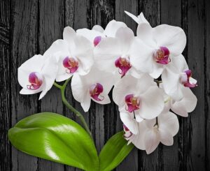 how to take care of the orchids in your life blooms