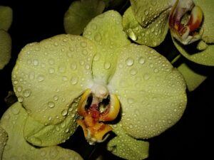 how to take care of the orchids in your life misting How to Take Care of the Orchids in Your Life❀Fairy Circle Garden
