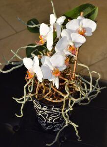 how to take care of the orchids in your life air roots How to Take Care of the Orchids in Your Life❀Fairy Circle Garden