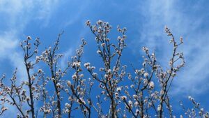 fruit tree pruning calendar buds branches