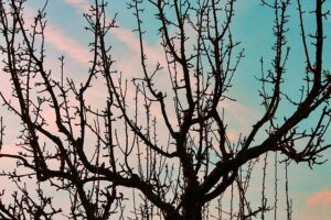 fruit tree pruning calendar branch selection