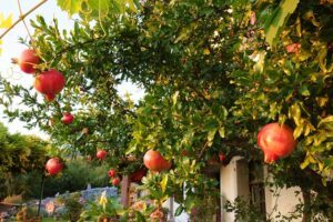 fruit tree pruning calendar pomegranate Fruit Tree Pruning Calendar ❀ Fairy Circle Garden