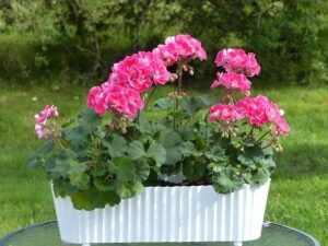 seeds to start in january geranium seeds-to-start-in-january-geranium