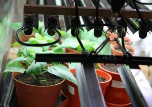 growing tomatoes indoors during winter grow lights2