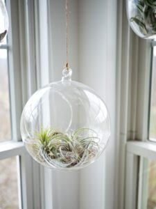 what to build a fairy garden in air plant decoration