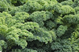 seeds to start in january kale