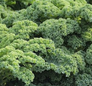 seeds to start in january kale seeds-to-start-in-january-kale