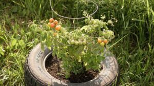 what to build a raised garden bed from tire