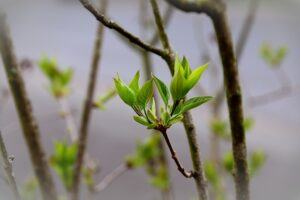 fruit tree pruning calendar leaf bud