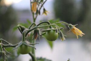 growing tomatoes indoors during winter baby