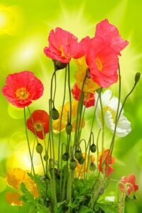 seeds to start in january poppies Seeds to Start in January