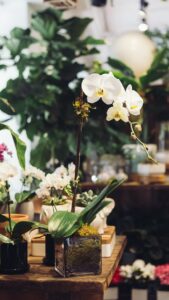 how to take care of the orchids in your life care
