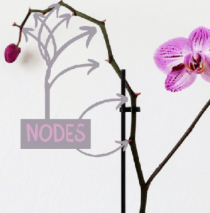 how to take care of the orchids in your life nodes