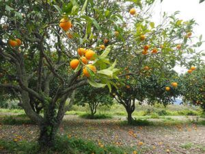 fruit tree pruning calendar citrus tree Fruit Tree Pruning Calendar ❀ Fairy Circle Garden