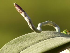 how to take care of the orchids in your life air roots