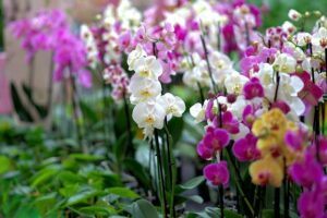 how to take care of the orchids in your life so many How to Take Care of the Orchids in Your Life❀Fairy Circle Garden