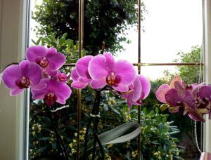 how to take care of the orchids in your life light
