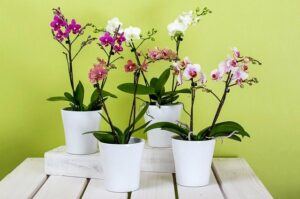 how to care for the orchids in your life gifts