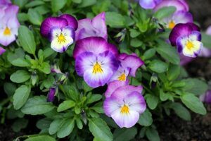 seeds to start in january pansies