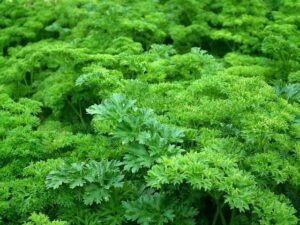 seeds to start in january parsley plant Seeds to Start in January