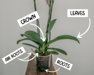 how to take care of the orchids in your life crown