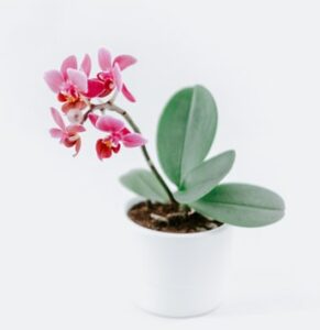 how to take care of the orchids in your life small