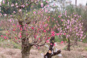 fruit tree pruning calendar pruned peach