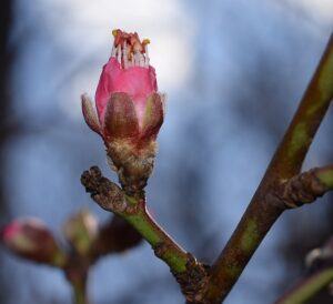 fruit tree pruning calendar peach second year wood