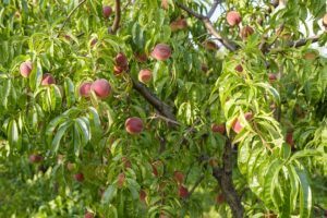 fruit tree pruning calendar stone fruit