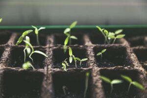 seeds to start in january window