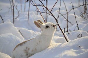 january gardening tasks rabbit