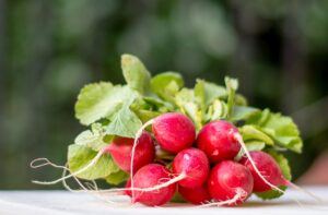 seeds to start in january radishes