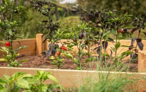 what to build a raised garden bed from wood composite