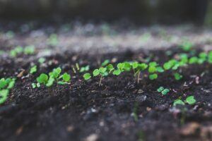 seeds to plant in february get started